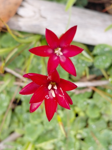 Vineyard Satin (Geissorhiza erosa)