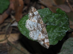 Alcis admissaria