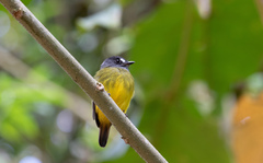 Myiotriccus ornatus