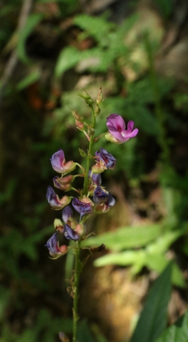 Tadehagi triquetrum, photograph 2