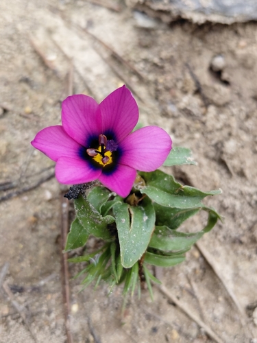 Reverse Galaxy (Moraea versicolor)