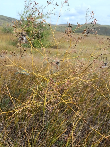 Spread-wide saposhnikovia (Saposhnikovia divaricata)
