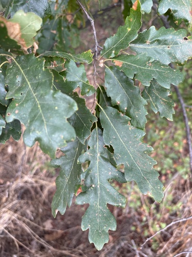 Turkey Oak