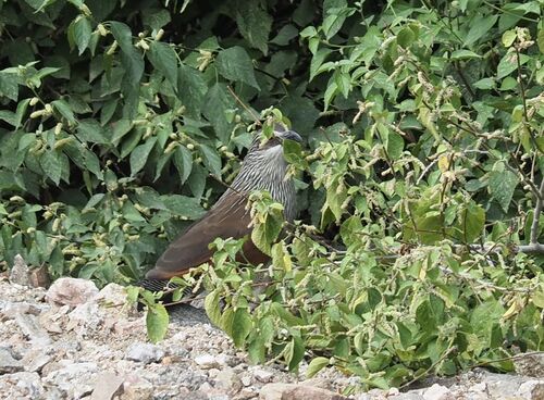 White-browed Coucal