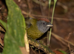 Arremon castaneiceps