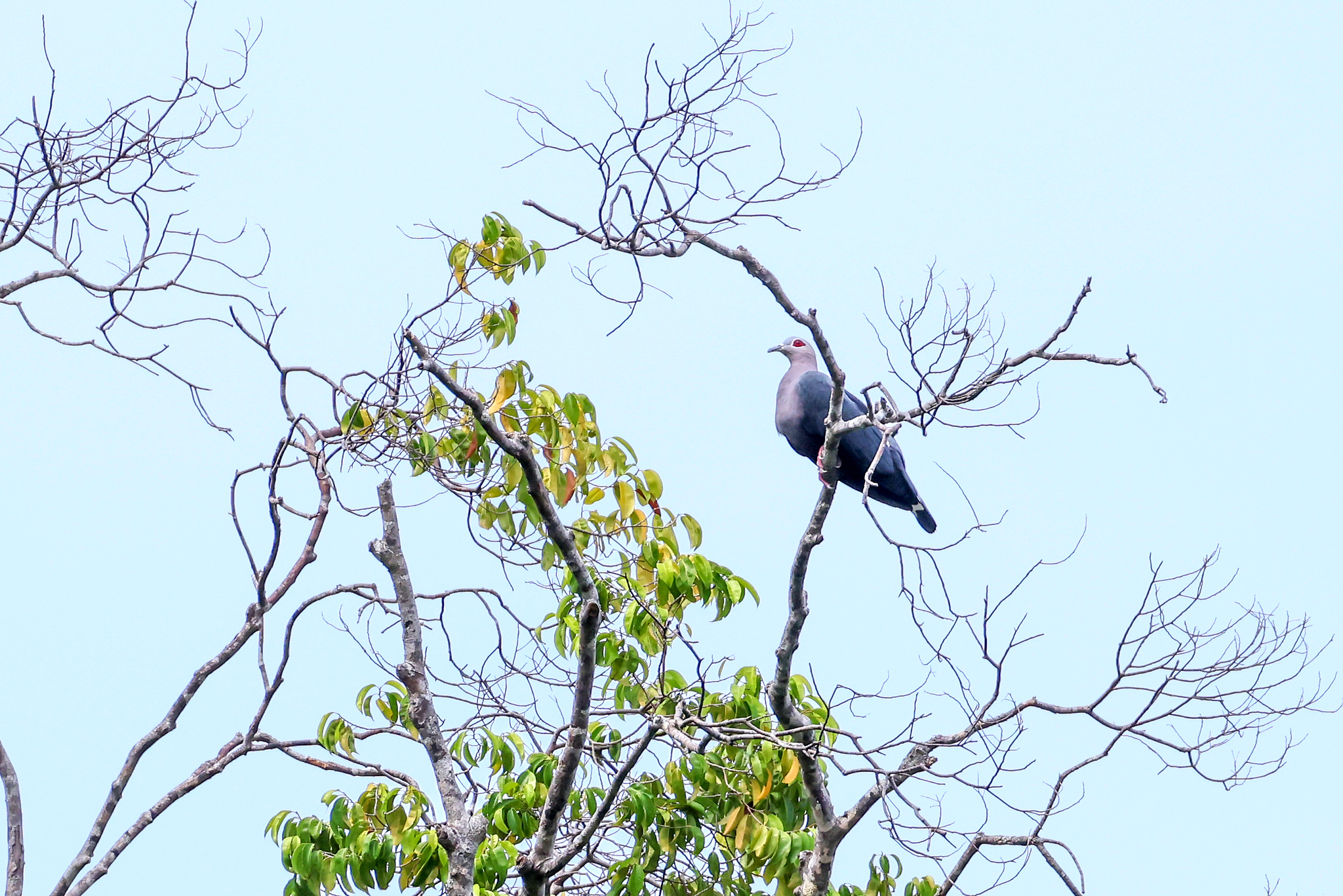 Pinon's Imperial Pigeon (Ducula pinon), photo 9