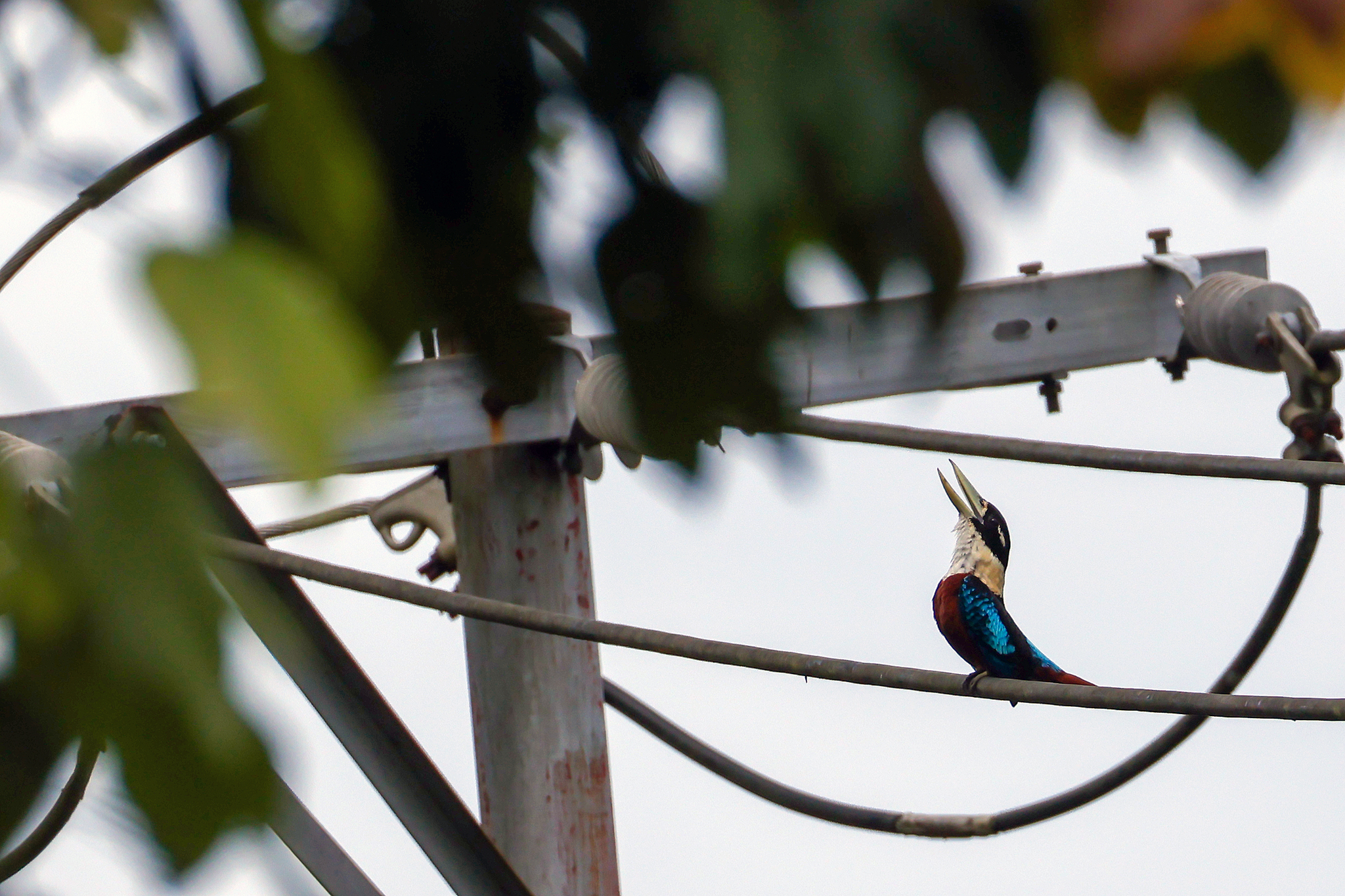 Rufous-bellied Kookaburra (Dacelo gaudichaud), photo 6