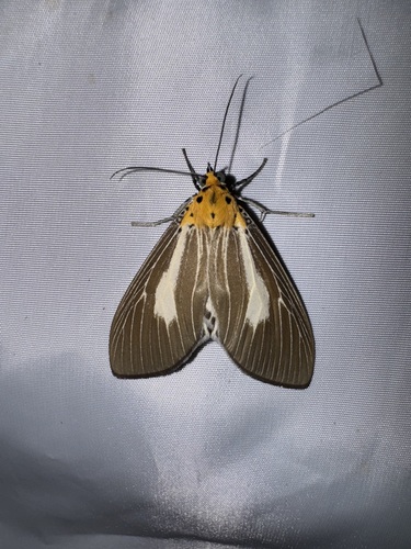 Asota heliconia