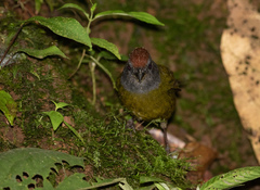 Arremon castaneiceps