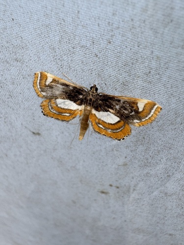 Agassiziella albidivisa