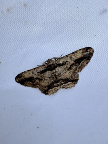 Coremecis nigrovittata