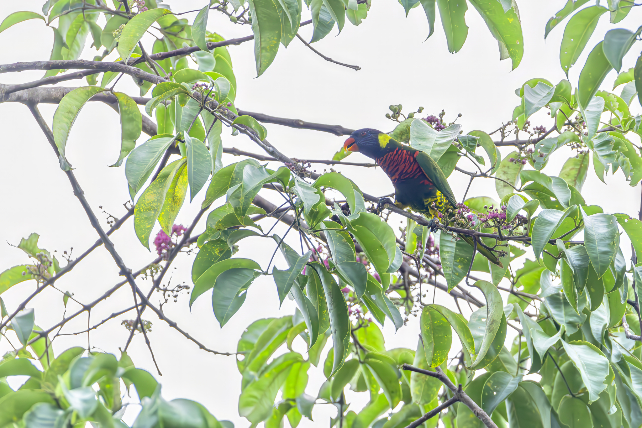 Coconut Lorikeet illustration