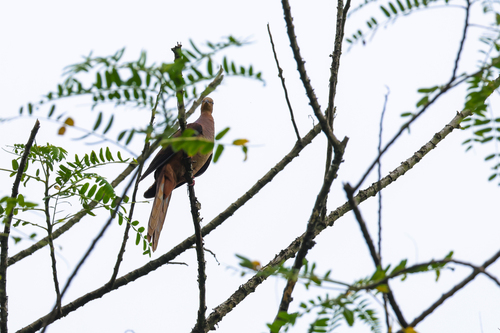 Sultan's Cuckoo-Dove (Macropygia doreya), photo 6