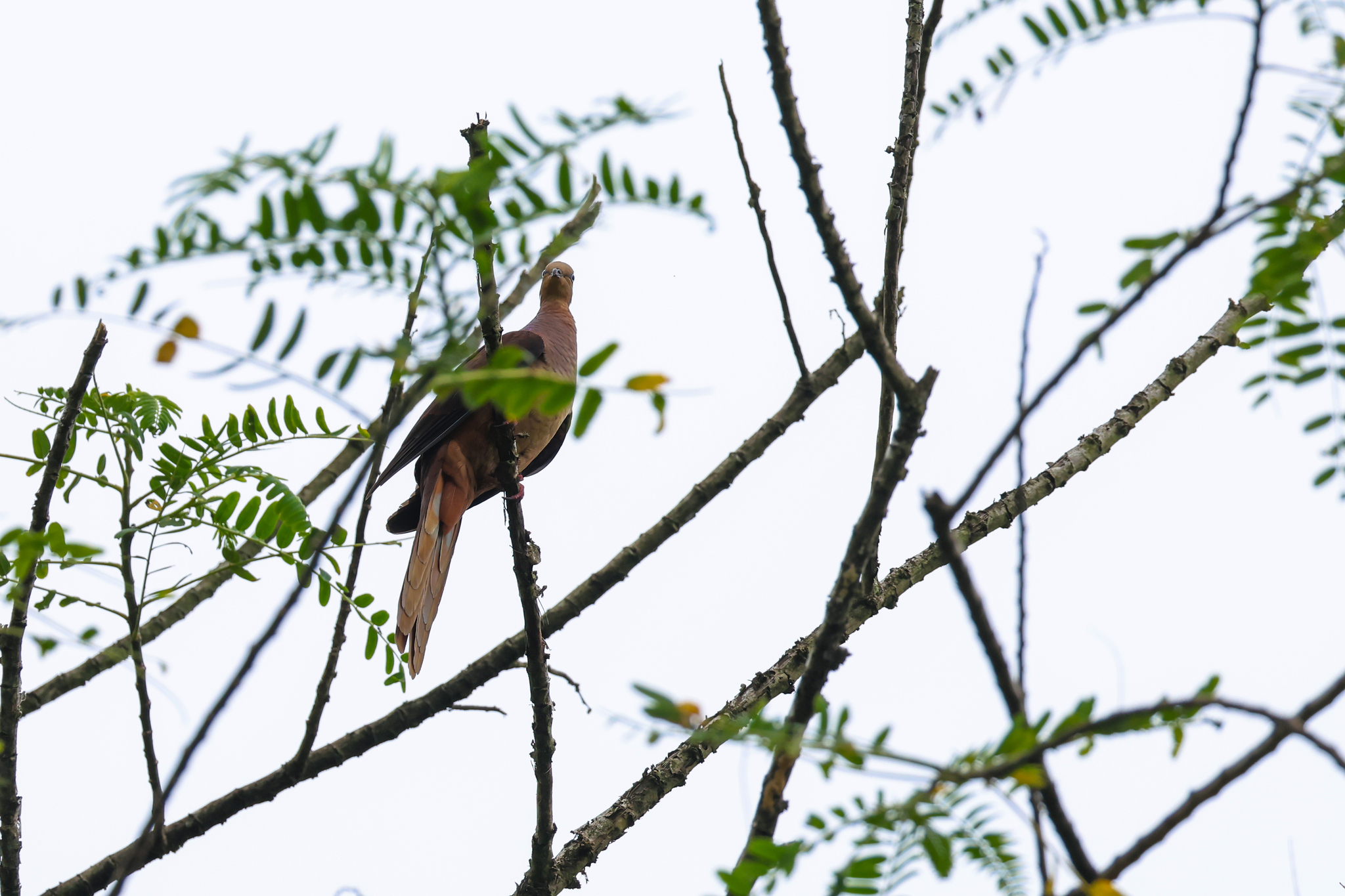 Sultan's Cuckoo-Dove (Macropygia doreya), photo 6