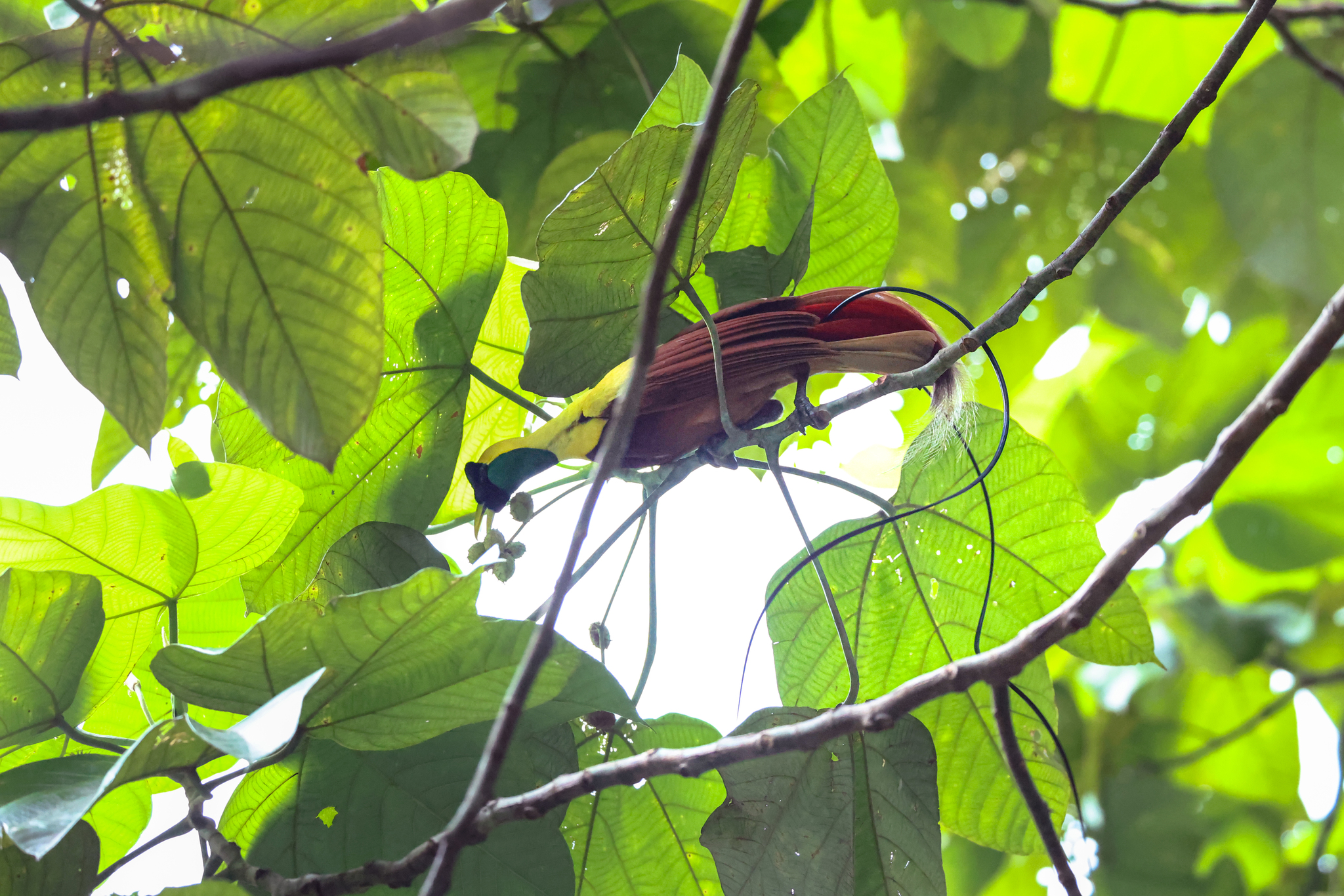 Red Bird-of-paradise (Paradisaea rubra), photo 10