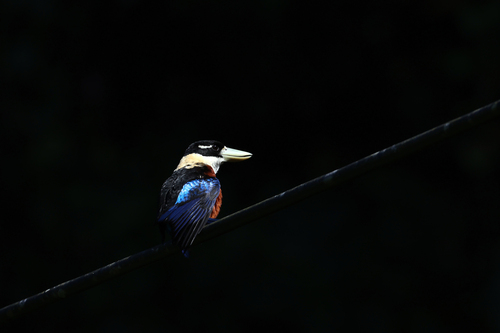 Rufous-bellied Kookaburra (Dacelo gaudichaud), photo 6