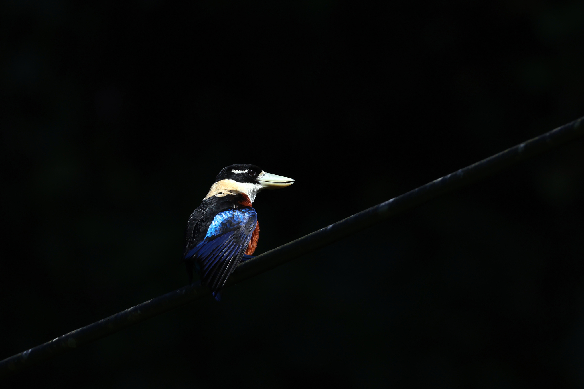 Rufous-bellied Kookaburra (Dacelo gaudichaud), photo 5