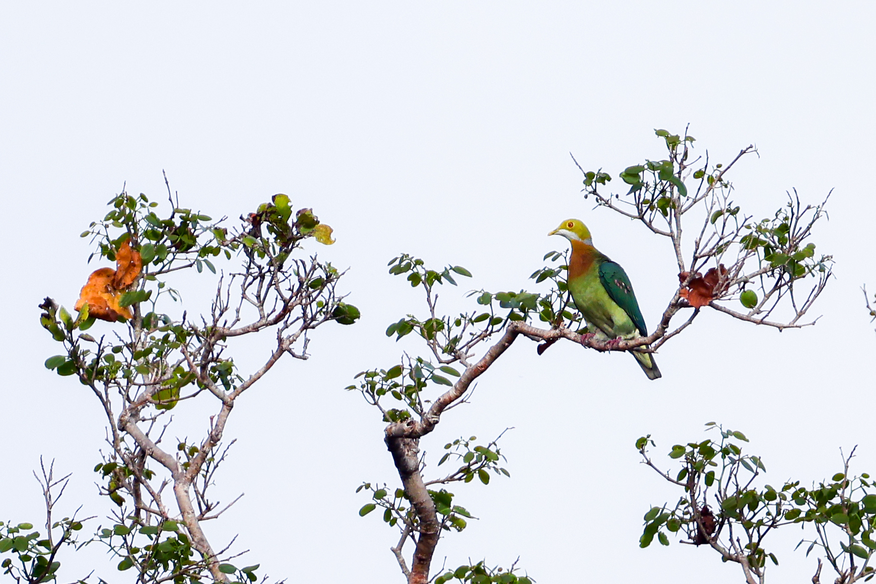 Pink-spotted Fruit Dove (Ptilinopus perlatus), photo 2