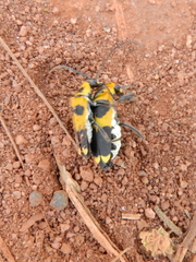 Chauliognathus subapicalis