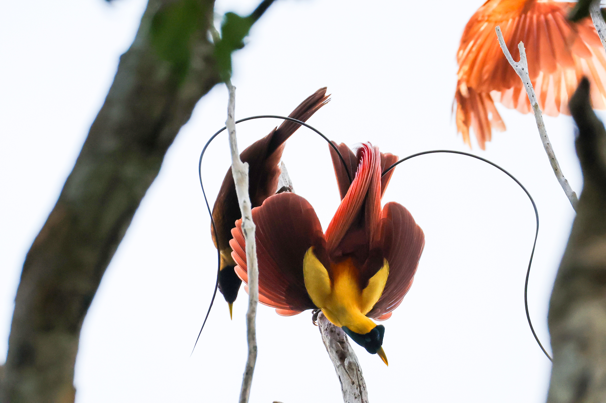 Red Bird-of-Paradise illustration