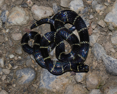 Cope's False Coral Snake photo 5