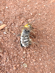 Chauliognathus subapicalis