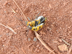 Chauliognathus subapicalis