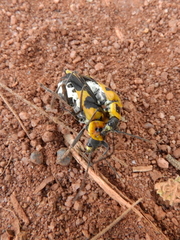 Chauliognathus subapicalis