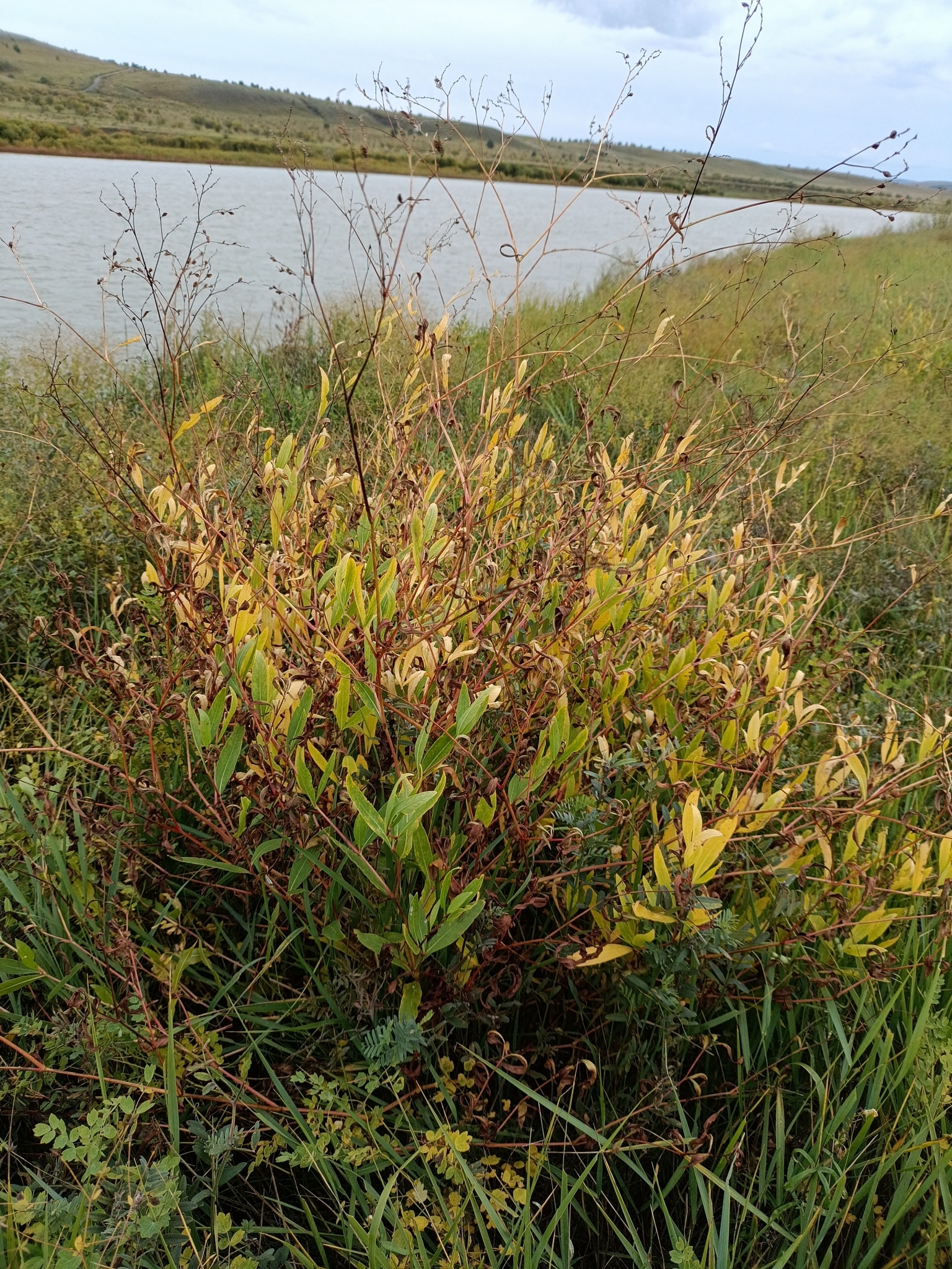 Eastern Buckwheat (Koenigia divaricata)