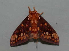Citheronia equatorialis