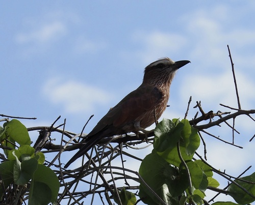 Purple Roller