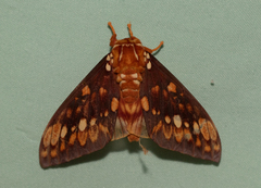 Citheronia equatorialis