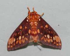 Citheronia equatorialis