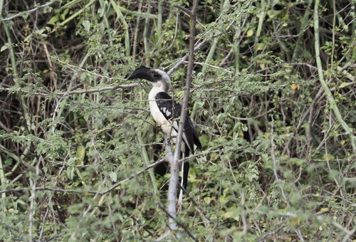 Von der Decken's Hornbill