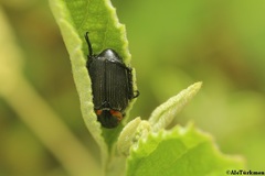 Strigoderma sulcipennis