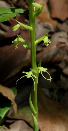 Peristylus calcaratus iNat (2)