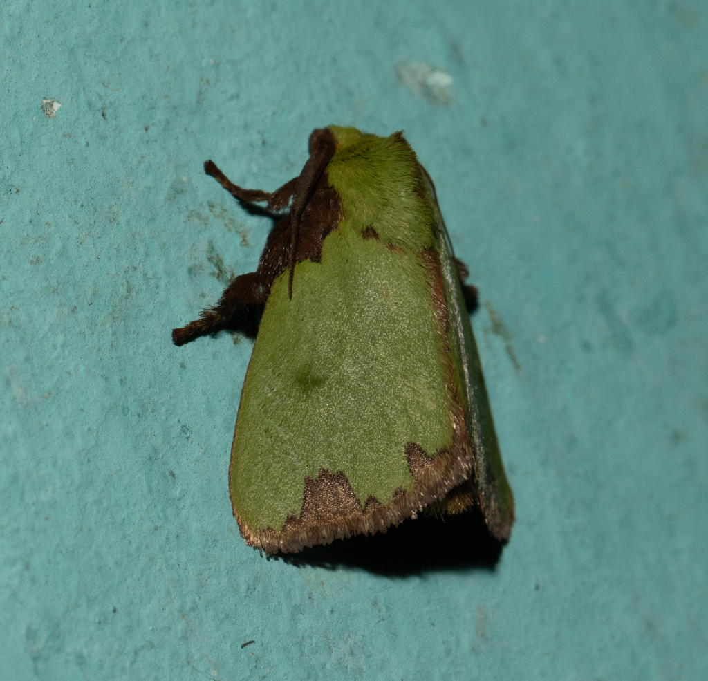 Parasa imitata