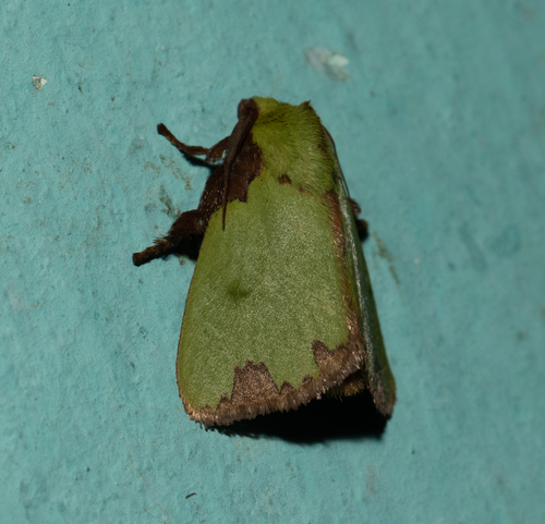 Parasa imitata