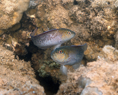 Labracinus lineatus