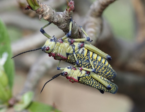 Phymateus aegrotus