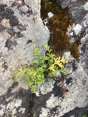 Asplenium haurakiense