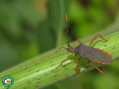 Leptoscelis elongator