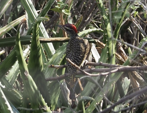 Nubian Woodpecker