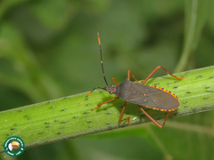Leptoscelis elongator