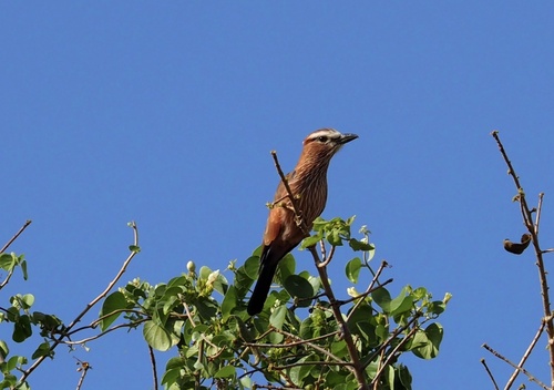 Purple Roller