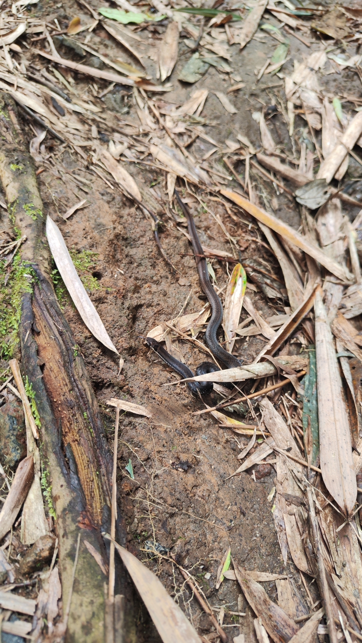 Bleeker's Kukri Snake photo 2