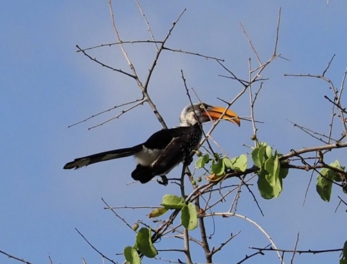 Eastern Yellow-billed Hornbill
