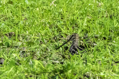 Gallinago paraguaiae