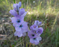 Ixia polystachya