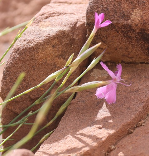Dianthus lusitanus